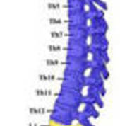 Vertebral Column