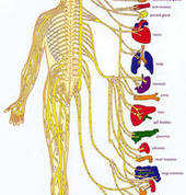 Nervous System - Organ System