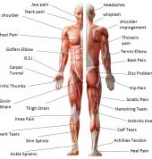 OM MASSAGE THERAPY Takaro (4412) Sports Massage 2_small