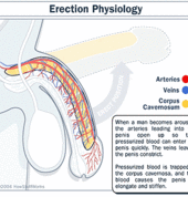 male erections