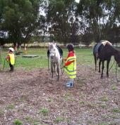 Abi's Natural Horsemanship and Riding School Lincoln (7608) Boxing Personal Trainers 2_small