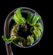 Unfurl your maturity