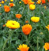 Calendula flowers