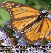 Stress management counselling