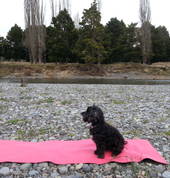 My pet. He is doing Kundalini Yoga beside Whanganui river.
