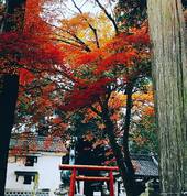 I was born in Japan. I like autumn view. Beautiful!!