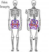 Pelvis tensegrity