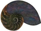 Nautilus Homoeopathy