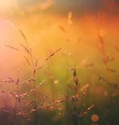 My Dawning Light Napier South (4110) Reiki 3_small