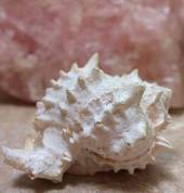 My Dawning Light Napier South (4110) Reiki 4_small