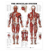 Muscle and related conditions