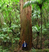 Totara trees in our forest