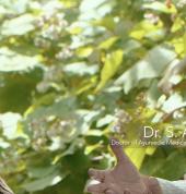 Ayurda Wellness & Spa Parnell (1052) Day Spas 3_small