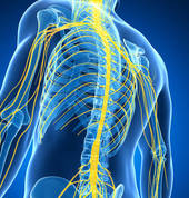 Spinal Health with Spine Evolution